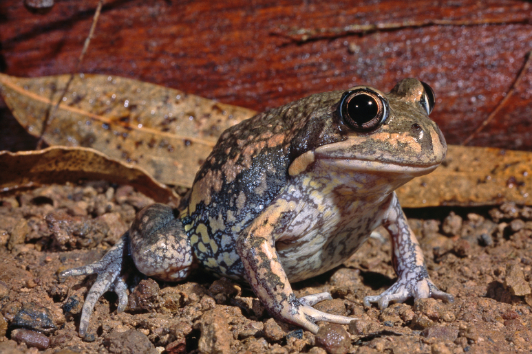Mallee residents can leap into frog science