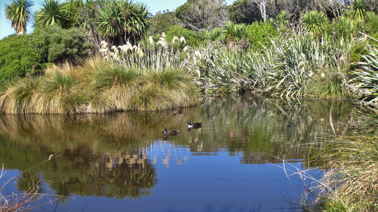 New Zealand's freshwater at risk, report shows