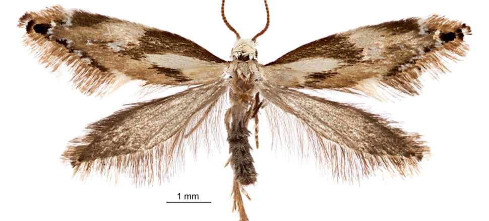 Pictures Of Nz Moths