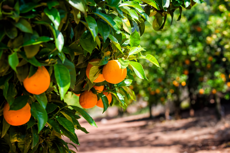Sunraysia citrus wins with Indonesia export breakthrough
