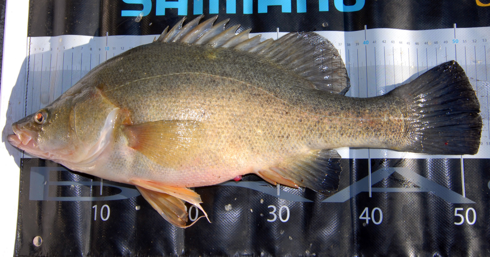 Golden perch, Murray cod being illegally sold to Mildura shop