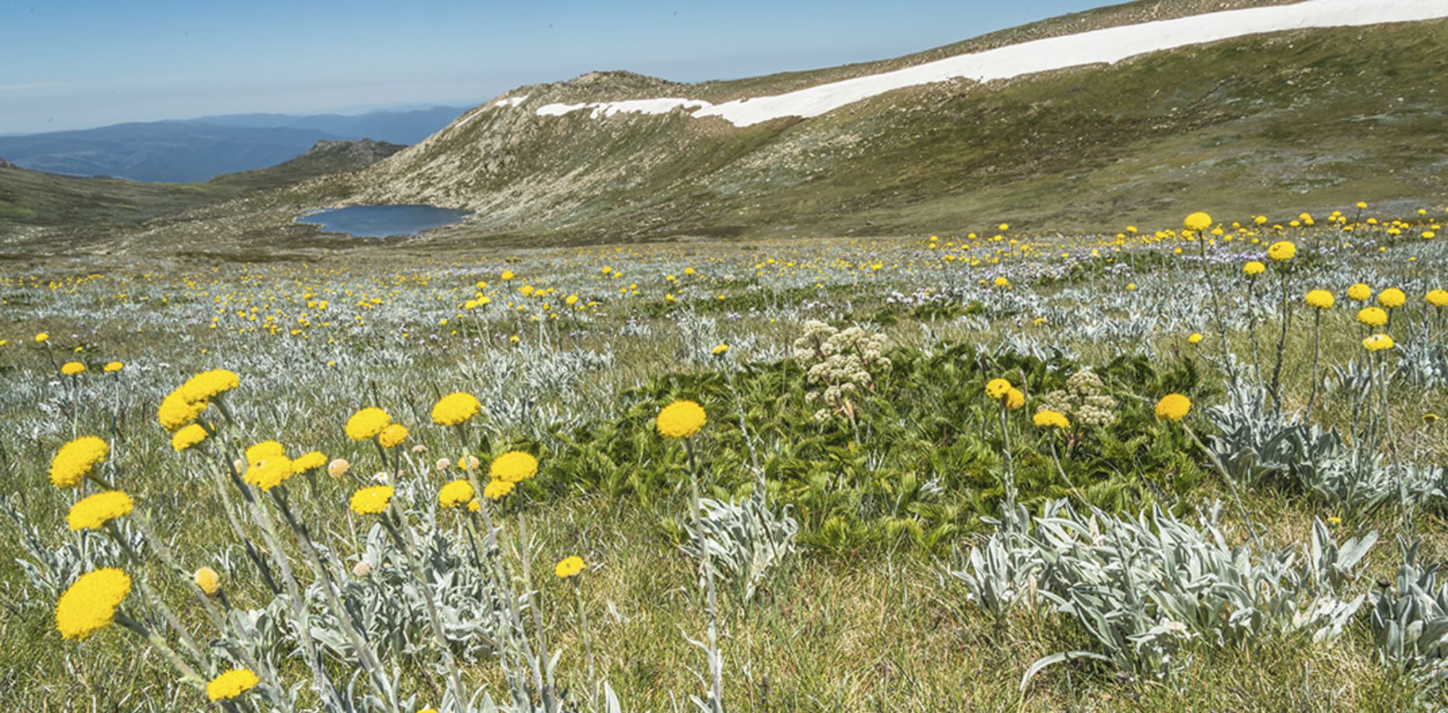 Alpine Wildflowers