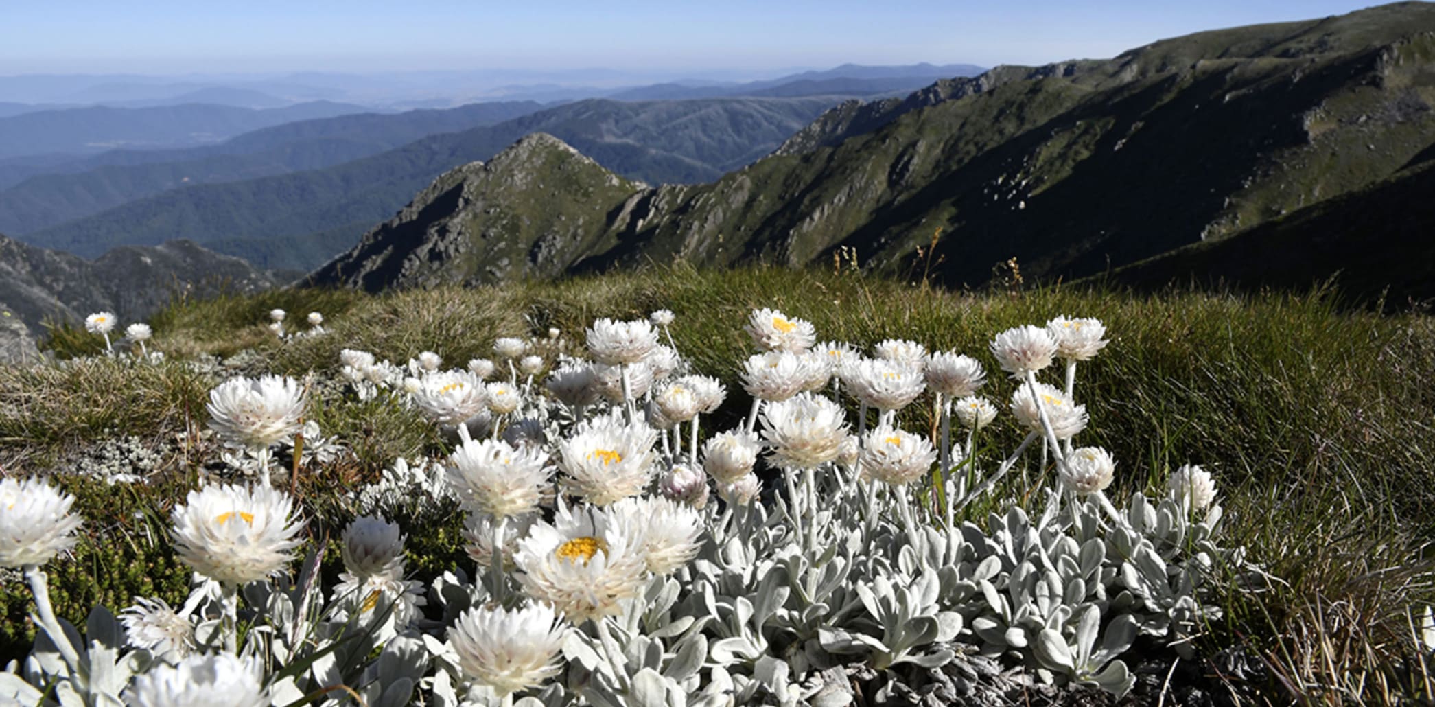 Alpine Wildflowers