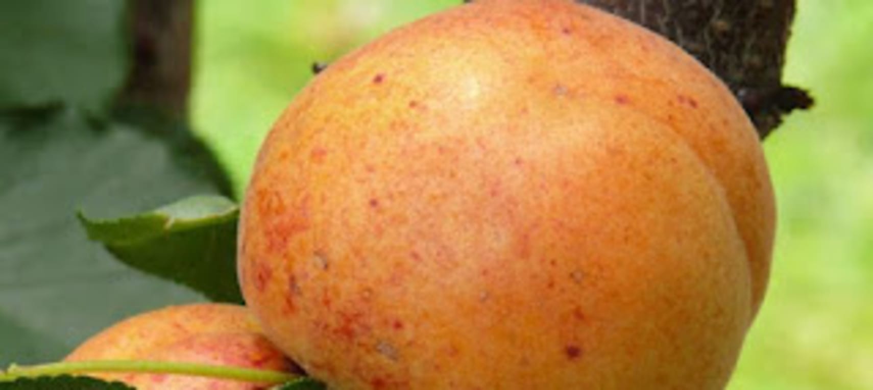 The complete guide to growing apricots