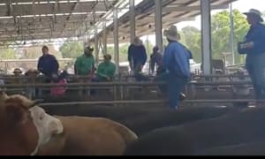 Blue Ribbon Weaner Sale Wangaratta