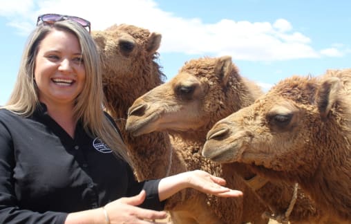 Camels pioneer dairy industry