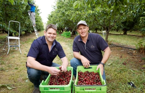 Fruits of the labour