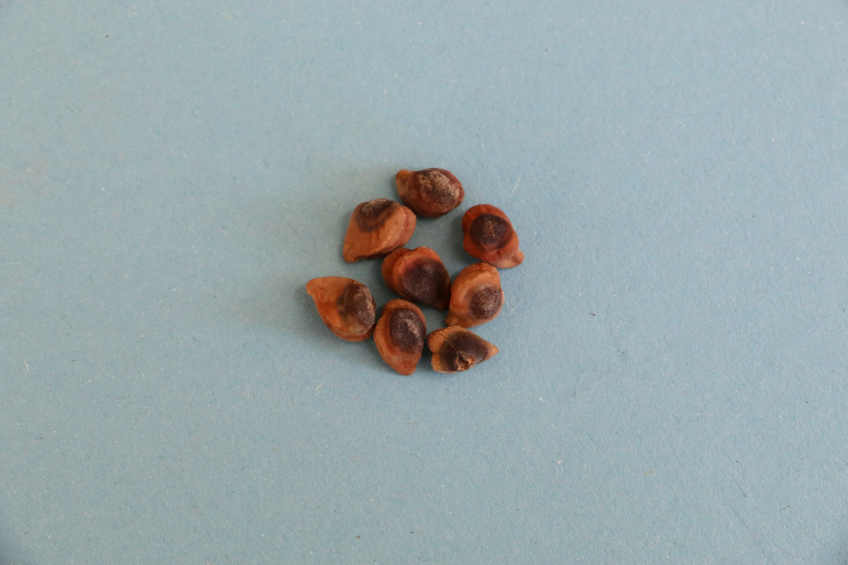 Farmers warned about cereal, grain diseases