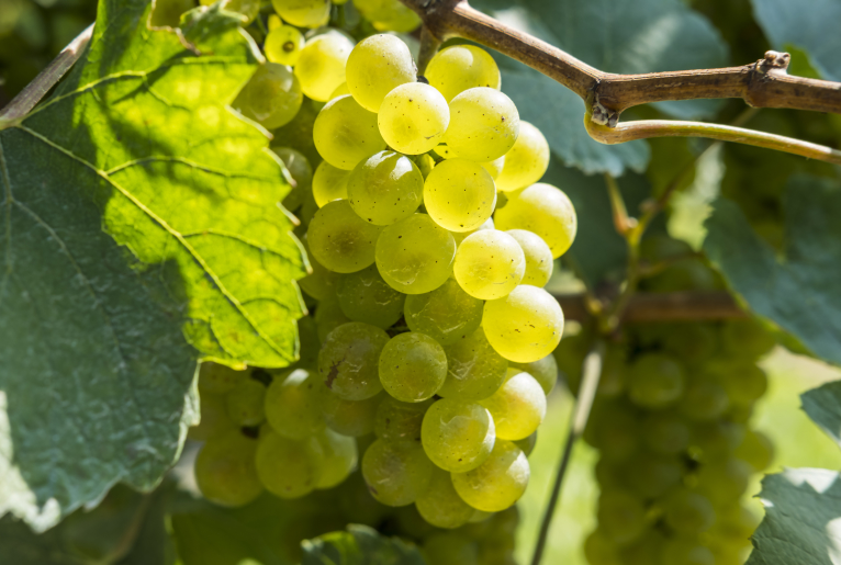 Generational change at Australian Table Grape Association