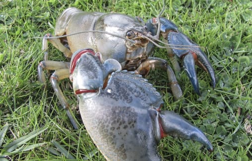 New yabby discovered and named